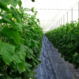 Tvirtas agrarinis audinys 0,8x100m sodo kilimėlis 90g/m²