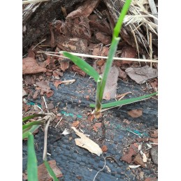 Tvirtas agrarinis audinys 0,8x100m sodo kilimėlis 90g/m²