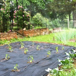 Juodas nuo piktžolių agrotekstilės skardenas 70g 1,6x50m