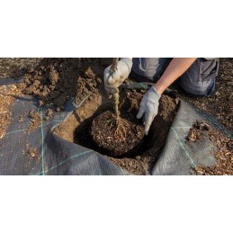 Juodas nuo piktžolių agrotekstilės skardenas 70g 1,6x50m