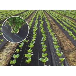 Juodas nuo piktžolių agrotekstilės skardenas 70g 1,6x50m