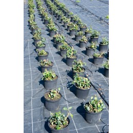 Juodas nuo piktžolių agrotekstilės skardenas 70g 1,6x50m