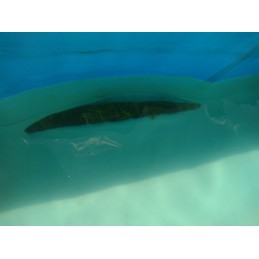 Prabangus plieninis profesionalaus rėmo baseinas 300x201x66