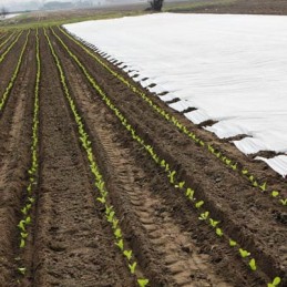 Agrowloknina p303 2x50mb balta