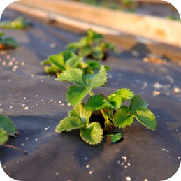 Agrotkanina agrotekstilė 70g 1,6 x 100m juoda + UV smeigtukai 3% nuo piktžolių