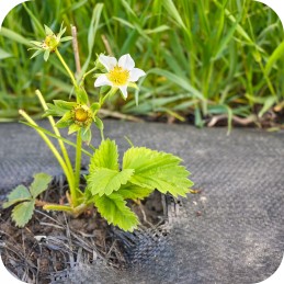 Agrotkanina agrotekstilė 70g 1,6 x 100m juoda + UV smeigtukai 3% nuo piktžolių