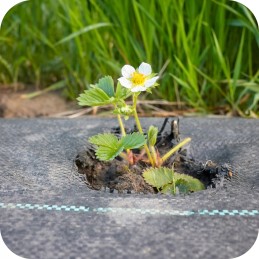 Agrotkanina agrotekstilė 70g 1,6 x 100m juoda + UV smeigtukai 3% nuo piktžolių