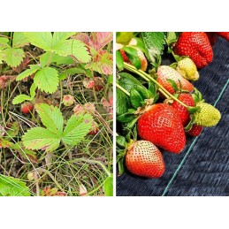 Pristatome agrotekstilę 70g/m² 1,6m x 100m su 100 laisvų kaiščių