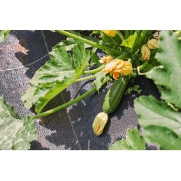 Kas yra cultivo geotekstilė?