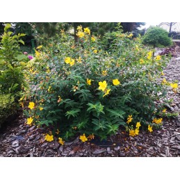 ✨Agritella mulčiuojantis agroaudinis nuo piktžolių