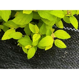 Agromatinis audinys juodas 70 g m2 tvirtas tvarus atsparus 1 6 x 50m apsaugotas nuo piktžolių