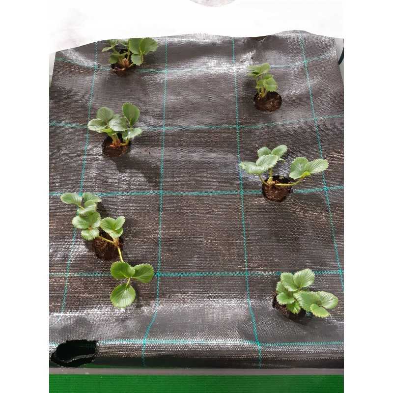 UV agrotekstilė su paruoštomis skylutėmis braškių, agurkų, salotų, pomidorų ir kt. sodinukams.