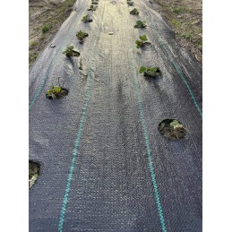 UV agrotekstilė su paruoštomis skylutėmis braškių, agurkų, salotų, pomidorų ir kt. sodinukams.