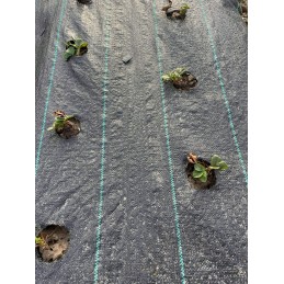 UV agrotekstilė su paruoštomis skylutėmis braškių, agurkų, salotų, pomidorų ir kt. sodinukams.