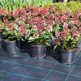 Agrotkanina czarna profi pp uv 100g m2 60cm 100mb