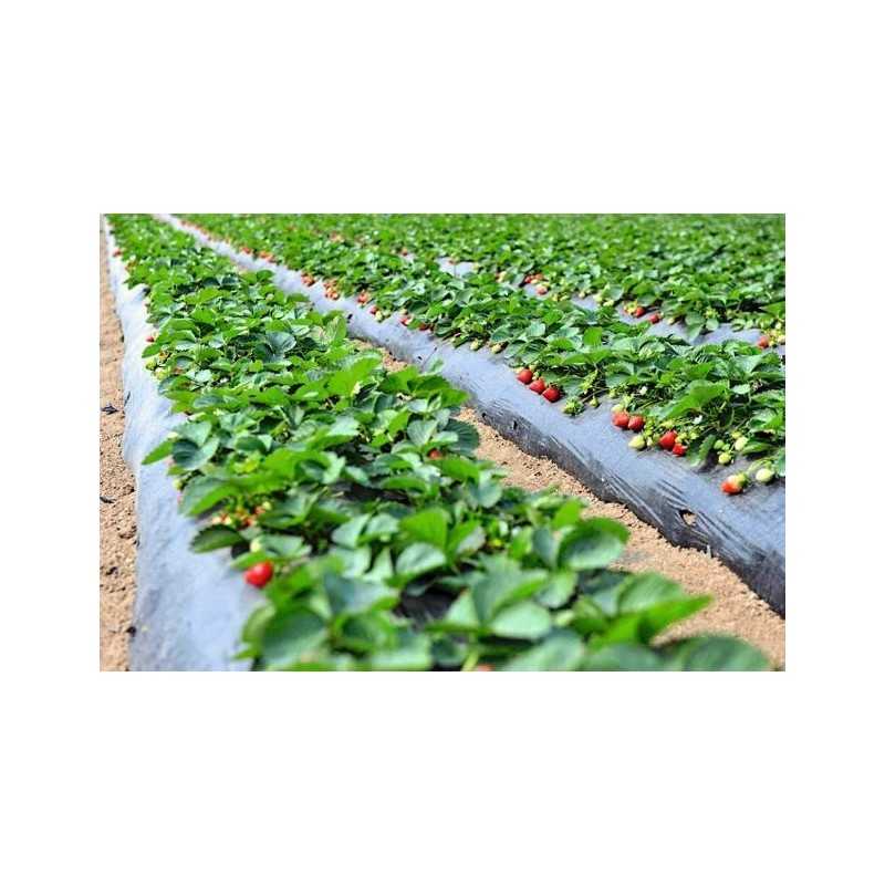 Žemės ūkio audinys piktžolėms su skylutėmis 80 cm x 10 m