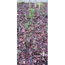 Labai storas bioaudinio mulčiavimas iš avies vilnos biolaneus 2x5m 250g