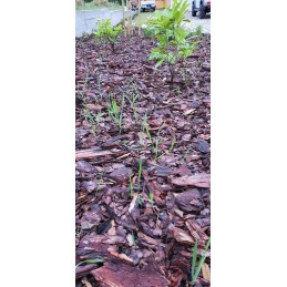 Labai storas bioaudinio mulčiavimas iš avies vilnos biolaneus 2x5m 250g