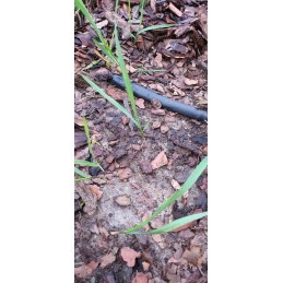 Labai storas bioaudinio mulčiavimas iš avies vilnos biolaneus 2x5m 250g