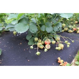 Agrotekstilės mulčiavimas nuo piktžolių