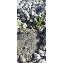 Storas nuo piktžolių agrotekstilės 70g agrotekstilės kilimėlis 1,6x100m + 100x inkarai