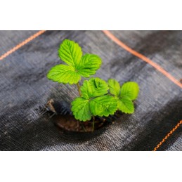 Žemės ūkio audinys stiprus 1 1x50 m juodas augintas audinys storas 90g m2 tvarus smūgis