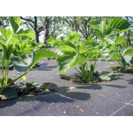 Agrotekstilė nuo piktžolių pp juoda 70g 1,1x100m t7011100