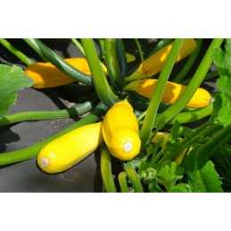 ✨ Lenkiškas agrotekstilės mulčiavimas metrais, juodas, 1,6x1m, 50g