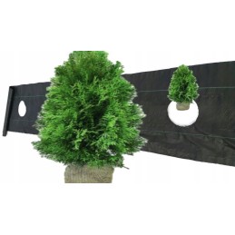 Agroaudiniai skyles po tuje fi15cm kas 60cm 1 1x50m