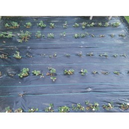 Skarden agrotekstilė 1,6x100m juoda 70g/m2