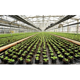 Patvari juoda agrotekstilė + aukštakulniai