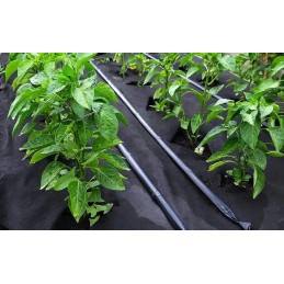 Slenkantis audinys 1 6x50m agro audinys juodas 90g m2