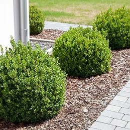 ✅ Požeminis antipiktžolių juostos audinys ✅