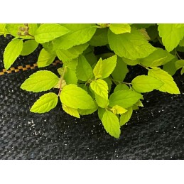 ✅Agro audinys 1,1x50m 90g juodas UV 3% nuo piktžolių✅