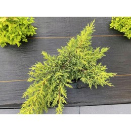 ✅Agro audinys 1,1x50m 90g juodas UV 3% nuo piktžolių✅