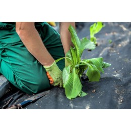 Agrotekstilė agrotekstilė juoda 110 x 10000 cm 70 g/m²