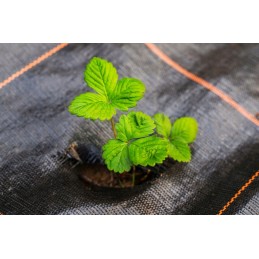 Tvirtas žemės ūkio audinys 1 1x50 linijinis tvirtas 90g m2 anti piktžolių 50 smeigtukai