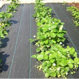 Agrotkanina 70g 1,6x100m juodas agrotekstilės kilimėlis piktžolėms uv3