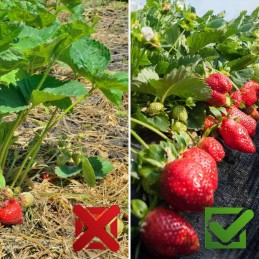 Agrotekstilė agrotekstilės kilimėlis 3,2x50m + 50x kaiščiai