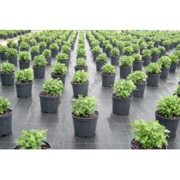 Agrotekstilė 0,8x50m juoda, atspari piktžolėms, uv94g