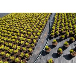 Agroaudinys bradas juodas 0 8 x 100m 110g m2 ritinys