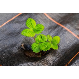 Agrotekstilė nuo piktžolių mulčiavimo 90g/m2 rulone 1,1x50m + inkarai