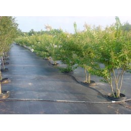 Agrotekstilė nuo piktžolių 100g 0,8x100m agrotekstilė nuo piktžolių