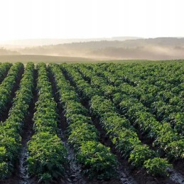 Pomėgio danga spyruoklinė agrotekstilė 3,2 m x 100 m 17g/m2 agrimpex