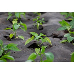 Agrotekstilė nuo piktžolių, juoda, 1,6 x 100 m / 50 g/m².