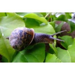 ✨ Labai storas biotekstilės mulčiavimas iš avies vilnos biolaneus 1x20m 250g