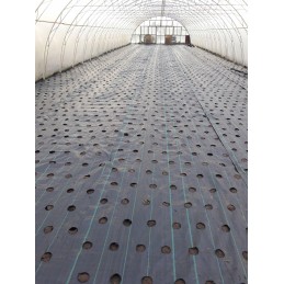 Žemės ūkio audinys su skylutėmis sodinukams 3 eilės 80cm