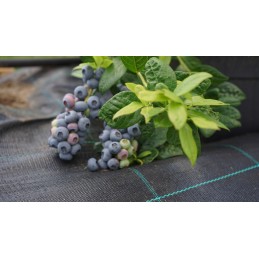 Agrotekstilė nuo piktžolių mulčiavimo 70g/m2 rulone 1,1x100m + inkarai