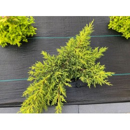 Agrotekstilė nuo piktžolių mulčiavimo 70g/m2 rulone 1,1x100m + inkarai