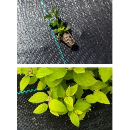 Agrotekstilė nuo piktžolių mulčiavimo 70g/m2 rulone 1,1x100m + inkarai